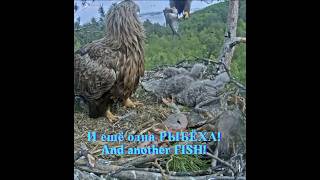 Ещё рыбёха, спустя 27 минут!✌️🐠🦅Another fish, after 27 min.🌲Камычи•21.05.202 #eagle #birds #wildlife