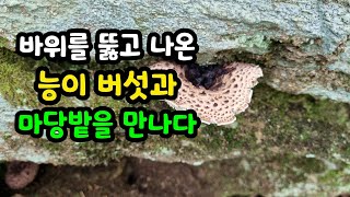 가죽 점퍼 능이를 만나고, 바위를뚫고 나오는  능이버섯