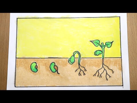 Видео: Phenology Garden Информация - Научете повече за фенологията на растенията