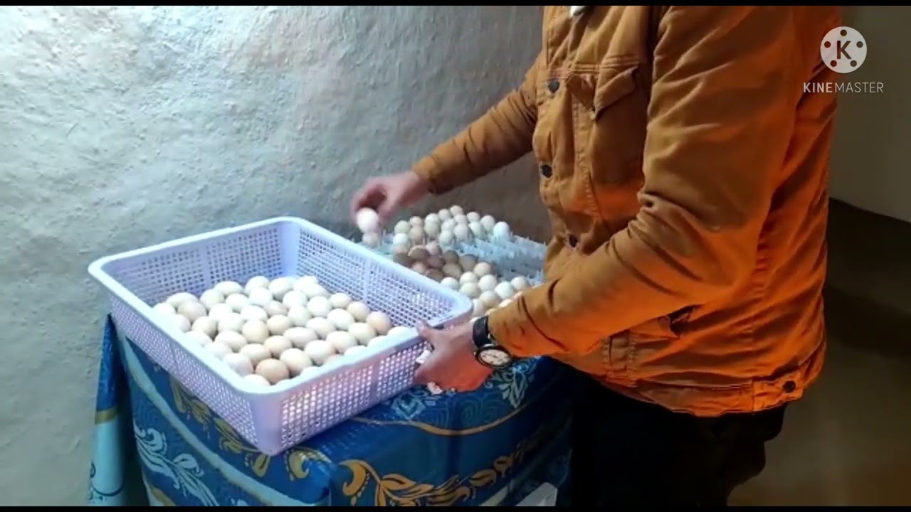 وضع البيض في سلة التفقيس بعد مرور 18 اليوم شرح مفصل