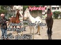 Marwadi stallion horses for sale in hyderabad at friends stud farm  marwad ghode ghodiya available