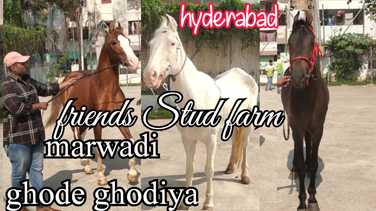 Marwadi Stallion Horses in Hyderabad at Friend's Stud Farm | Marwad Ghode Ghodiya Available