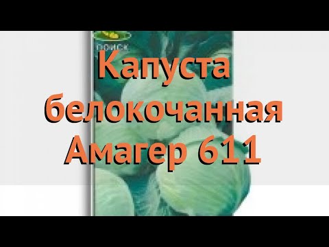 Капуста белокочанная Амагер 611 (amager 611) 🌿 обзор: как сажать, семена капусты Амагер 611