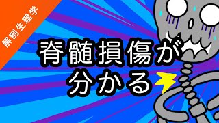 【解剖生理学】脊髄損傷のメカニズムをざっくり分かりやすく解説【国試過去問あり】