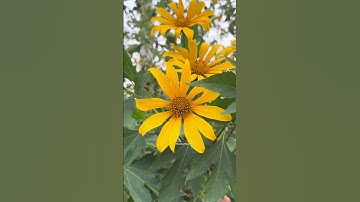 Hoa Dã Quỳ – Sắc vàng óng ả tô điểm cảnh quan thiên nhiên Việt Nam #tiensiphuongthaoduoc #thaoduoc