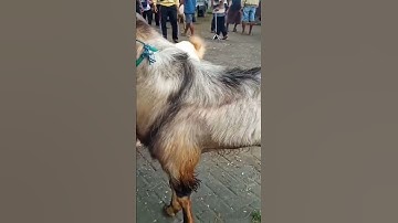 Thumbnail of Kambing jawa randu jrabang super jumbo dijual murah