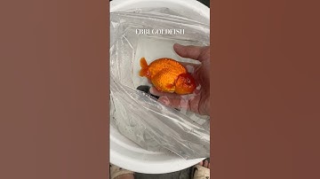 THAILAND IMPORT RANCHU GOLDFISH #ranchu #goldfish