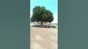 أَلَمْ تَرَ إِلَىٰ رَبِّكَ كَيْفَ مَدَّ الظِّلَّ ] القارئ الشيخ ماجد العويري #اليمن #quran #المغرب