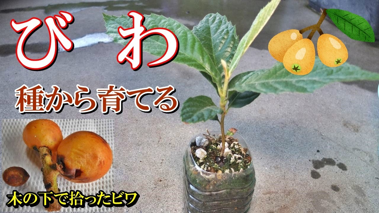ビワ 8年生 実生苗 種から育てました。 ビワ 8年生 実生苗 種から育てました。