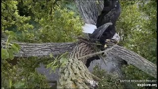 Decorah Eagles ~ Sub Adult Getting The Hang Of Nest Building! Brings in Big Sticks! 8.15.19