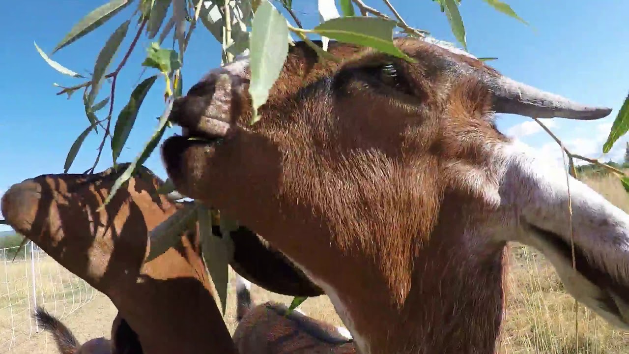 GOATS EATING WILLOW ASMR YouTube