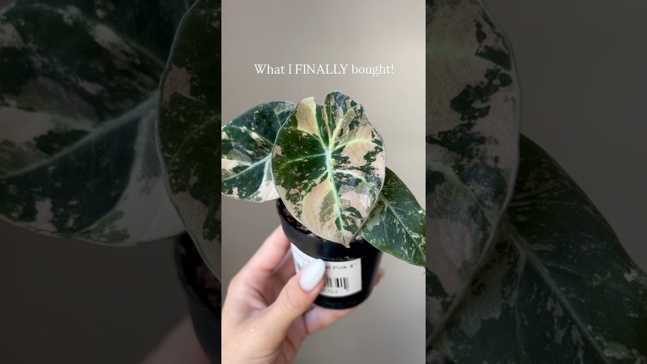 Let the leaves tell the truth! 