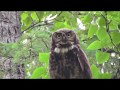 Great Horned Owl encounter