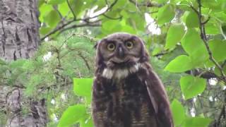 Great Horned Owl encounter