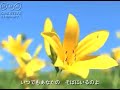 「百合の花のように」  唄 西小路一葉