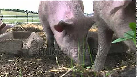 stock footage happy pigs grunting and waiting for food