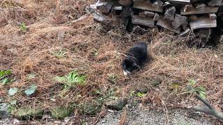 【お散歩】庭の荒れ地を探検するも深追いのため強制送還