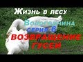 Жизнь в лесу / Вологодчина / серия 6 - ВОЗВРАЩЕНИЕ ГУСЕЙ