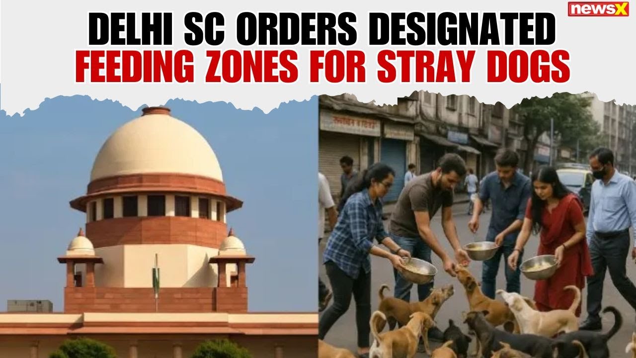 delhi-ncr-stray-dog-ruling-sc-sets-sterilization-feeding-shelter