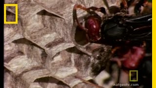 Paper Wasp | National Geographic