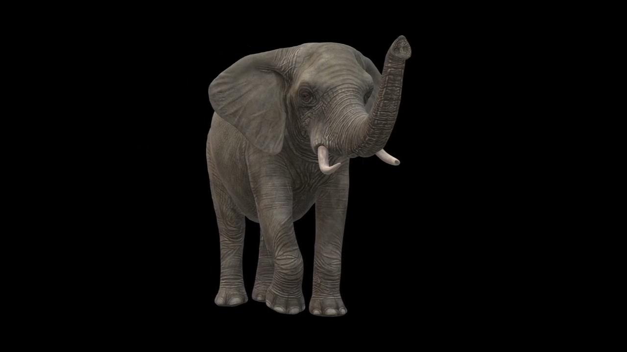 Elephant Trumpets Growls Sound effect. YouTube