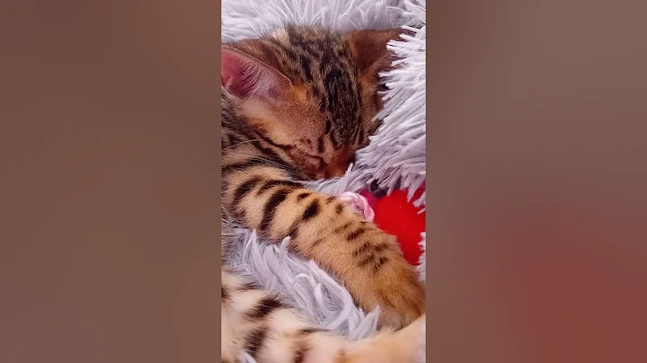 Video 8587051: sweet bengal kitten, bengal kittens playing