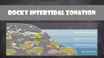 Rocky Intertidal Zonation | Oceanography