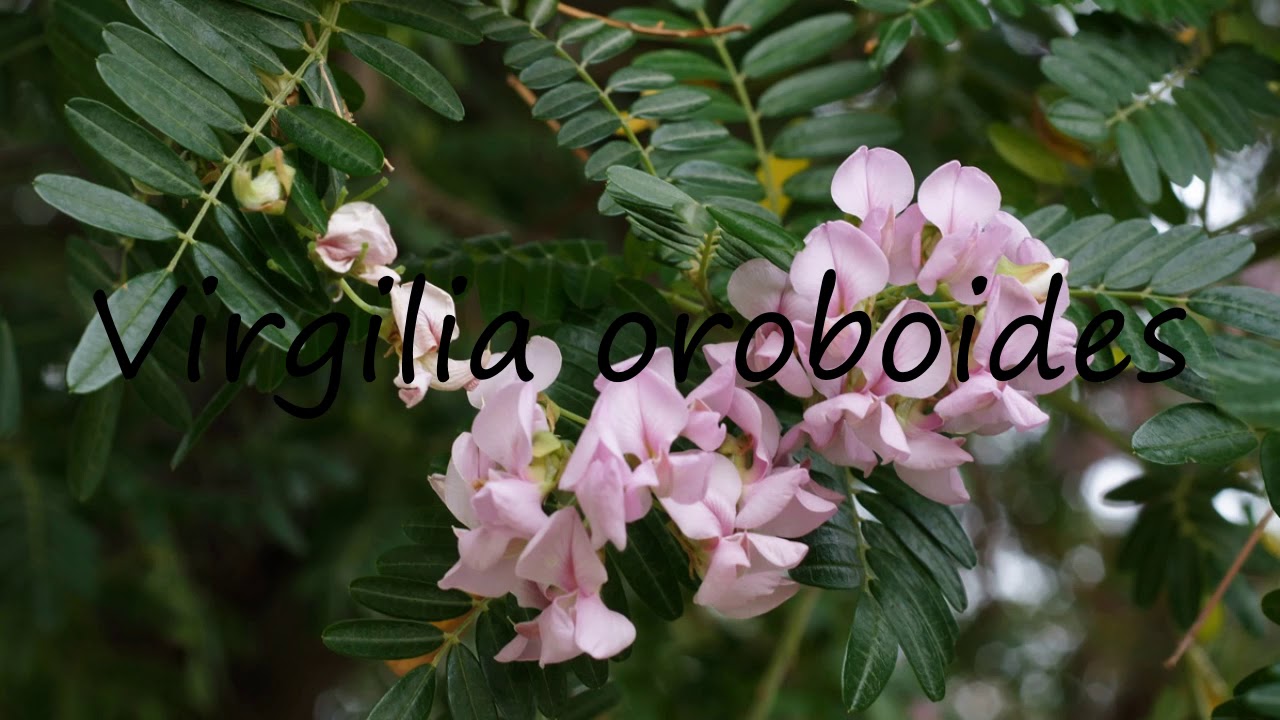 How to Pronounce Virgilia oroboides?