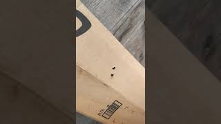 Seneca Dragon Claw 50 Cal Shooting Air Bolts @ 15 Yds Seneca Dragon Claw 50 Cal Shooting Air Bolts @ 15 Yds