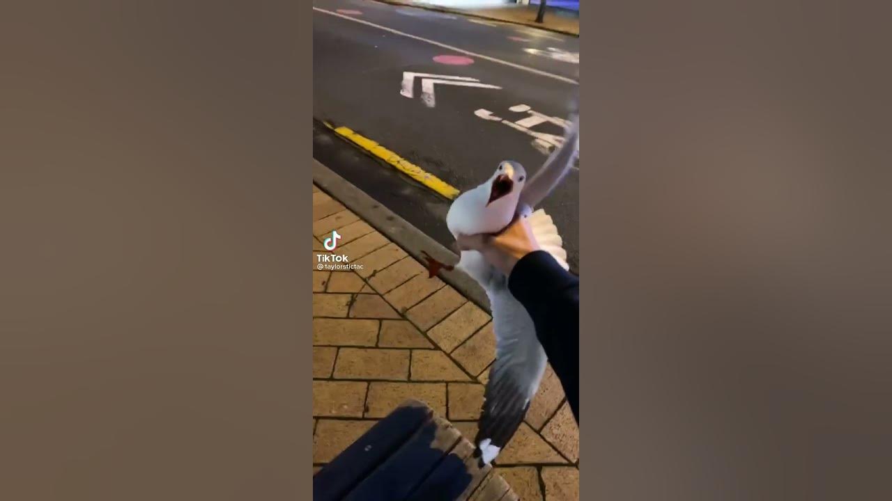 MAN SINGS A SONG WHILE A SEAGULL MAKES SEAGULL SOUNDS WITH THE SONG😂 #shorts