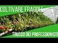 COLTIVARE LE FRAGOLE SUL BALCONE | TECNICA MODERNA | ORTO E GIARDINAGGIO