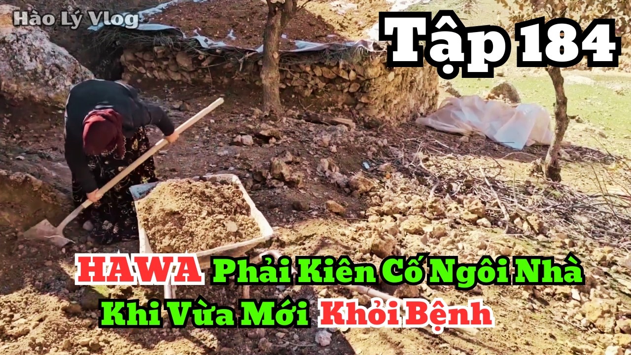 | HAWA - Tập 184 | Không Còn Ai Giúp Đỡ, Hawa Phải Tự Kiên Cố Lại Ngôi Nhà Đá
