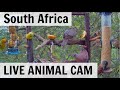 LIVE Animals and Birds! - South Africa (Hornbills, Bushbaby, and Genets)