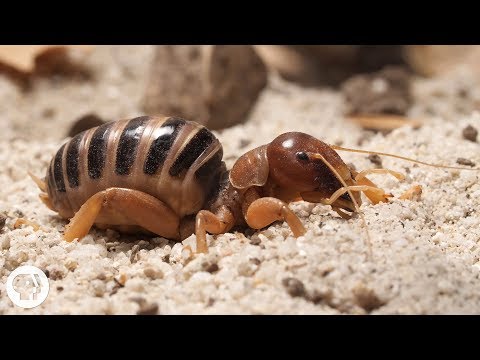 Video: Îngrijirea cricketului din Ierusalim