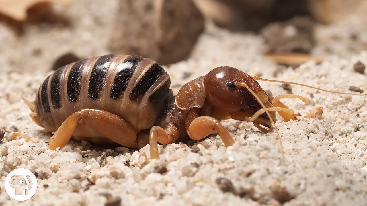 ⁣Jerusalem Crickets Only Date Drummers | Deep Look