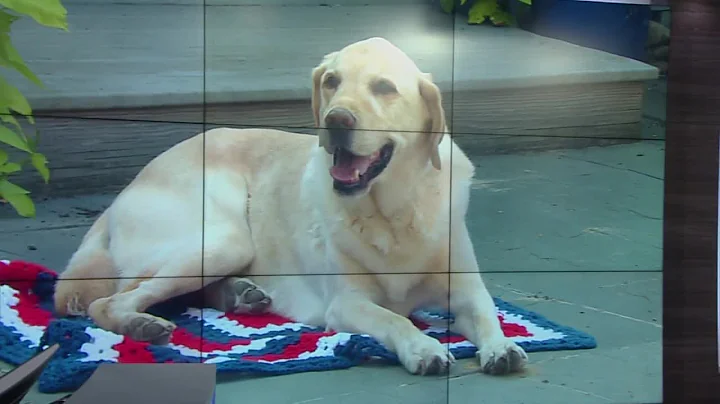 Julie Bragg on Walter the Weather Dog: 'Doesn't' t...