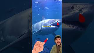 Tiburones de Hollywood : #shorts #short #animalfun