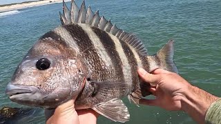 SHEEPSHEAD Catch Clean Cook | Jetty fishing