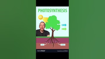 Trees also need to breathe in oxygen!