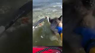Crews struggle to pull dog from icy lake: See harrowing rescue.