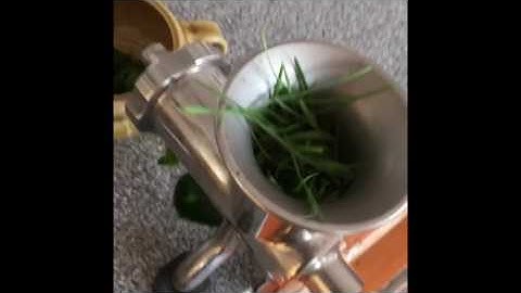 Maple sap wheatgrass to the dome