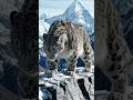 Snow Leopard - Amazing Animals