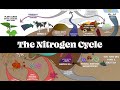 The nitrogen cycle pt 1  regenerative soil with matt powers