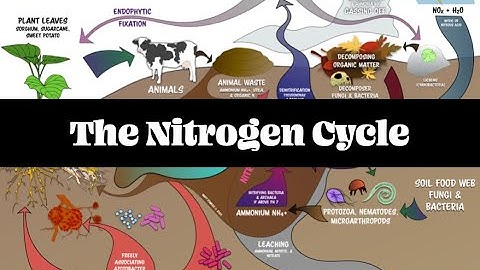 The Nitrogen Cycle pt 1 | Regenerative Soil with Matt Powers
