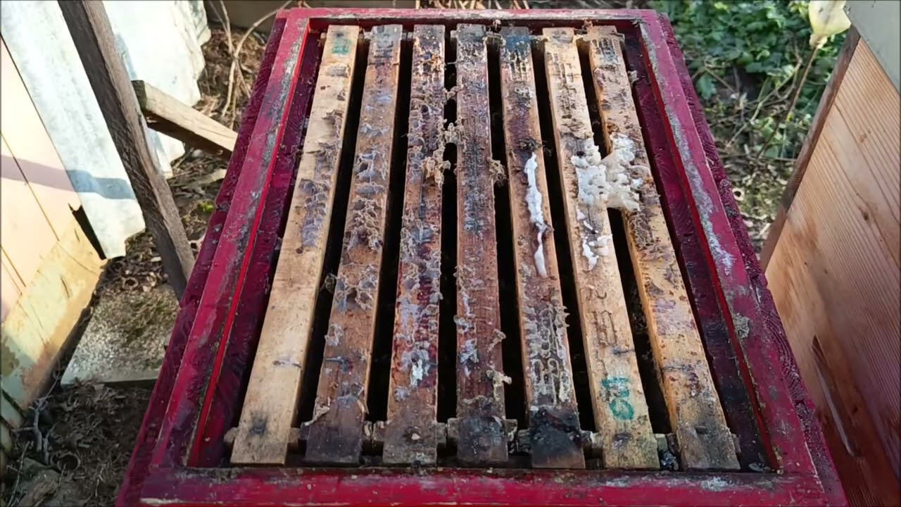 Čistím včelí plemenáč s oddělkem, teploty to dovolují a prohlížím stav oddělku včel v něm.