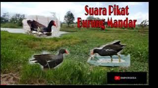 SUARA PIKAT BURUNG MANDAR 100 persen ampuh