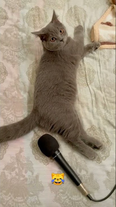 kucing kentut lucu banget 😆 cat fart