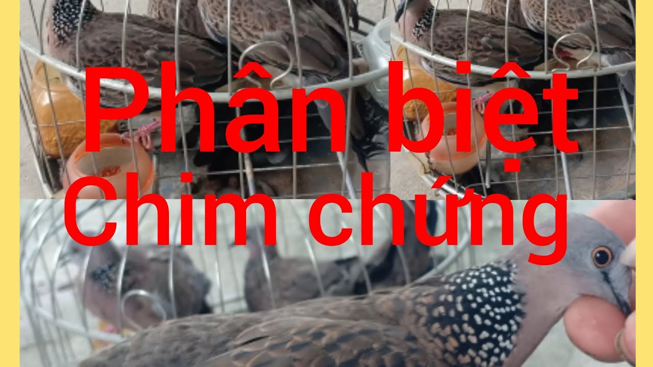 phân biệt chim cu gáy chứng và dễ nuôi lên mồi