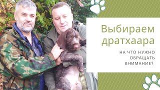 Щенок дратхаара - как выбрать своего щенка из помёта? #дратхаар