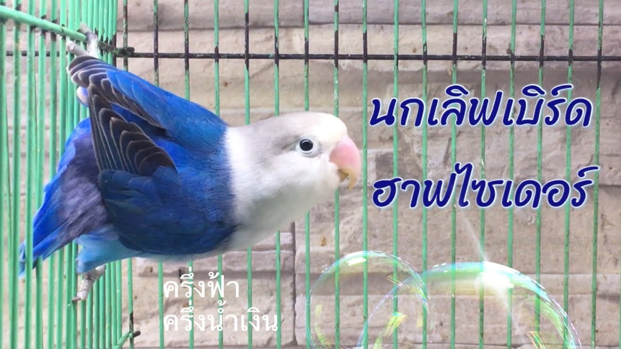 นกเลิฟเบิร์ดสีหายาก ฮาฟไซเดอร์ ฟ้า+น้ำเงิน | #นกเลิฟเบิร์ด #นกสวยงาม ...